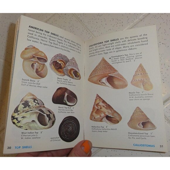 Vintage Seashells of the World Book 1962 A Golden Guide clear Lucite book stand - Picture 12 of 16